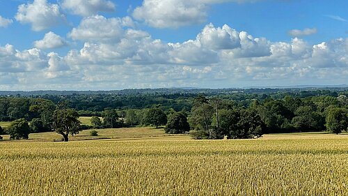 Horsham District field